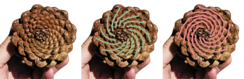 Fathima Int Construction 